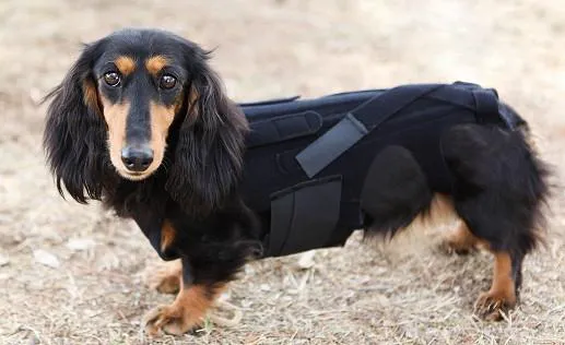 L'il Back Bracer 12