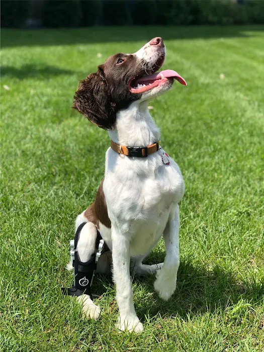 AOC Pet 12