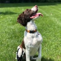 AOC Pet ico