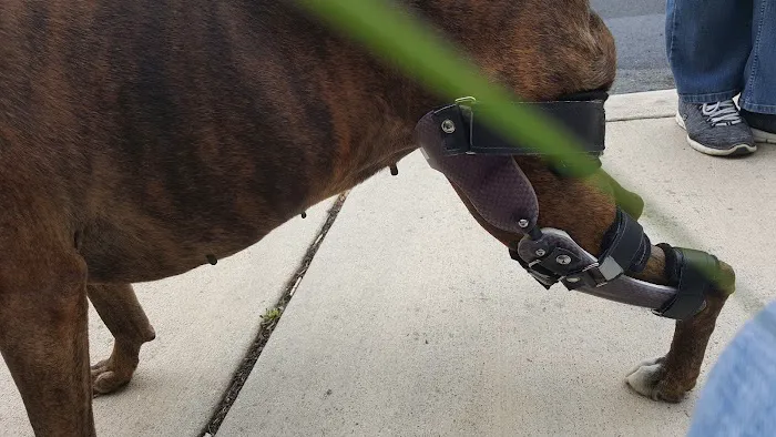 Animal Ortho Care 12