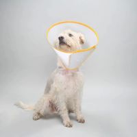 Animal Ortho Care ico