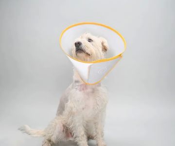 Animal Ortho Care