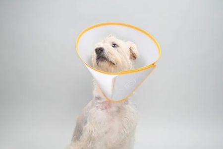 Animal Ortho Care