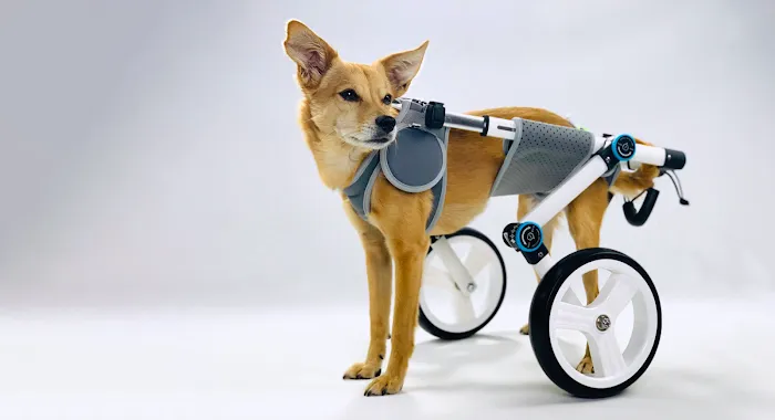 Animal Ortho Care 12