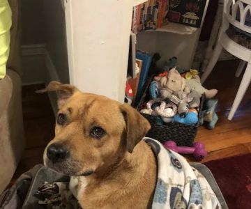 Animal House Call Services
