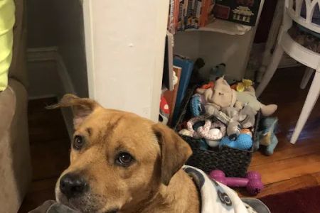 Animal House Call Services