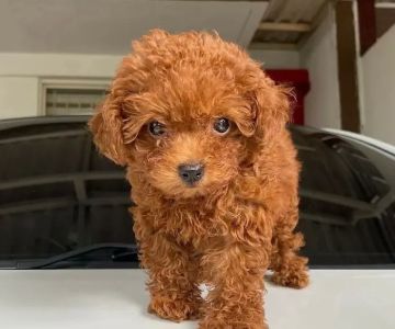 The Los Angeles puppies