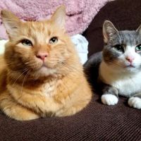 Banfield Pet Hospital ico