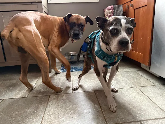 Best Friends Animal Hospital 12