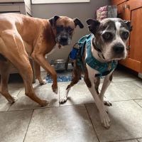 Best Friends Animal Hospital ico