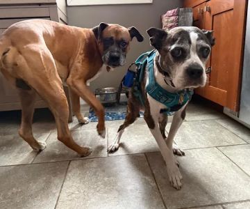 Best Friends Animal Hospital