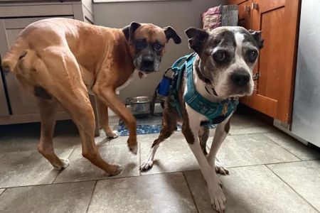 Best Friends Animal Hospital