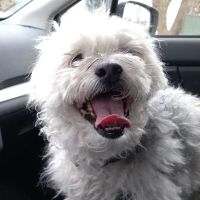 Southdale Pet Hospital ico