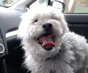 Southdale Pet Hospital