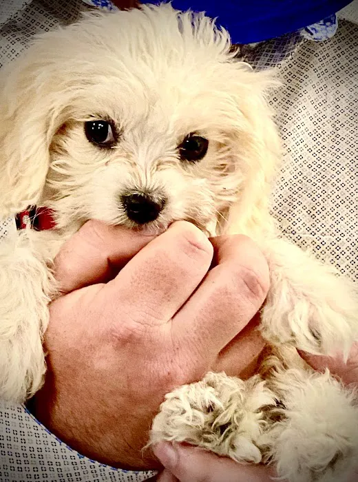 Southdale Pet Hospital 6
