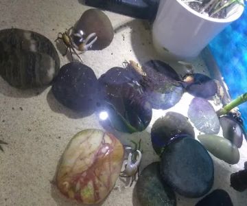 Tropical Fish Incorporated