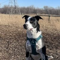 Veterinary Dermatology Service ico