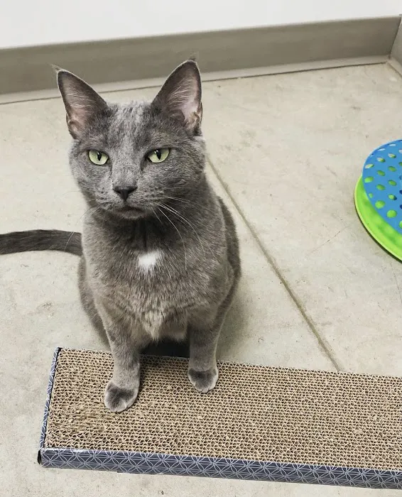 All Paws Animal Hospital 4