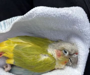 la Granja Pet Shop