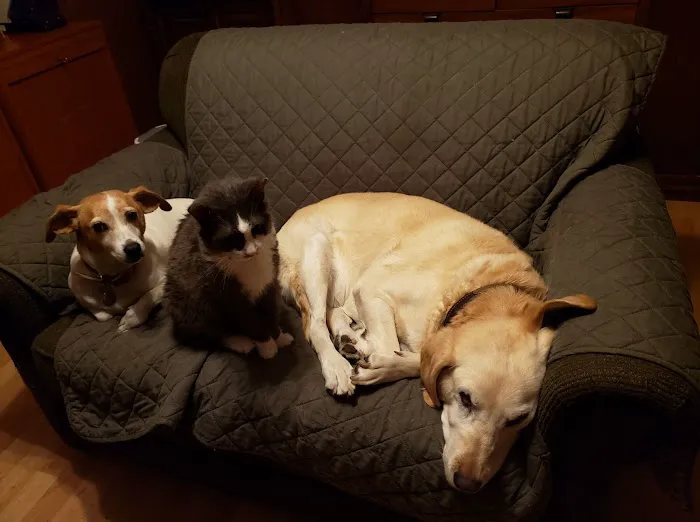 Oak Knoll Animal Hospital 1
