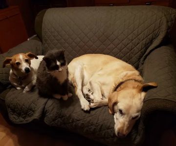 Oak Knoll Animal Hospital