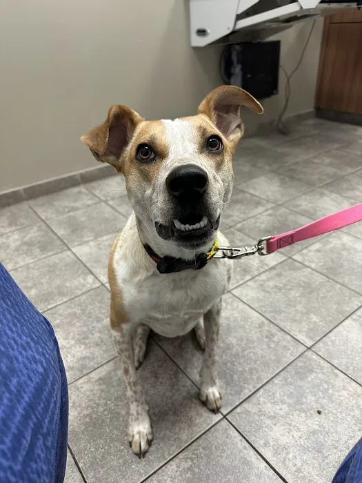 Oak Knoll Animal Hospital 4