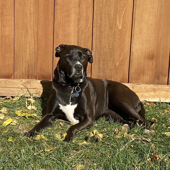 Oak Knoll Animal Hospital 9