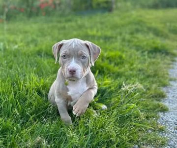 Quality Staffordshire Bull Terriers For Sale – Staffordshire Bull Terrier Puppies near you. AKC Staffordshire Bull Terriers
