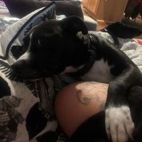 Banfield Pet Hospital ico