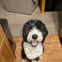 Veterinary Ophthalmology Specialty Practice ico