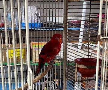 Las Dos Arelis Pet Shop & Exotic Birds