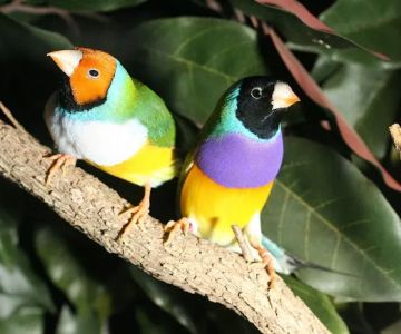 Jurado's Pet Shop