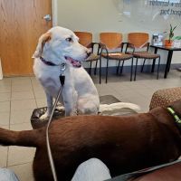BluePearl Pet Hospital Golden Valley ico