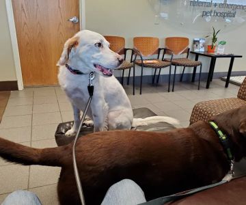BluePearl Pet Hospital Golden Valley