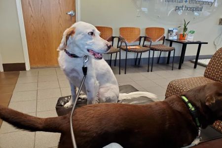 BluePearl Pet Hospital Golden Valley