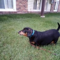 Access Veterinary Care ico