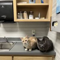 New Hope Animal Hospital ico