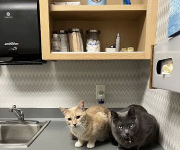New Hope Animal Hospital