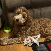 New Hope Animal Hospital: Gordon Janet DVM ico