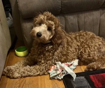 New Hope Animal Hospital: Gordon Janet DVM