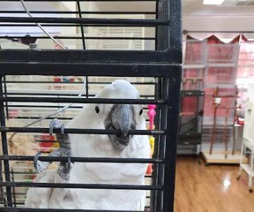 Birds & More
