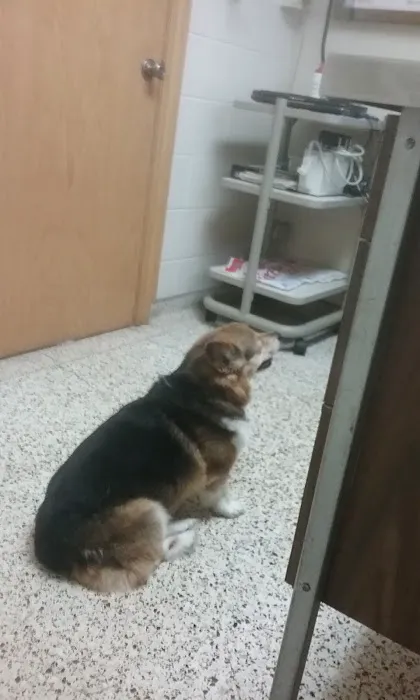 Skyline Veterinary Hospital 2
