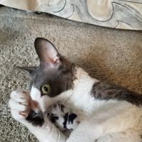 Skyline Veterinary Hospital ico