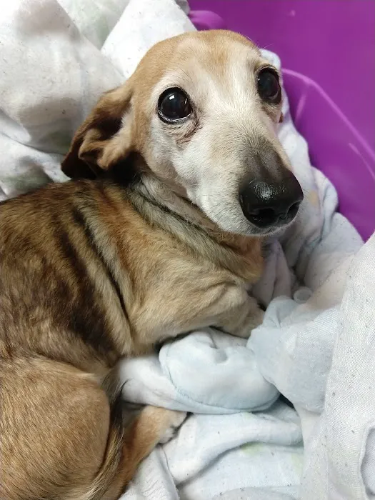 Brookdale Animal Hospital 5