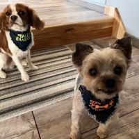 Brookdale Animal Hospital ico
