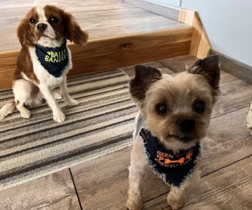 Brookdale Animal Hospital