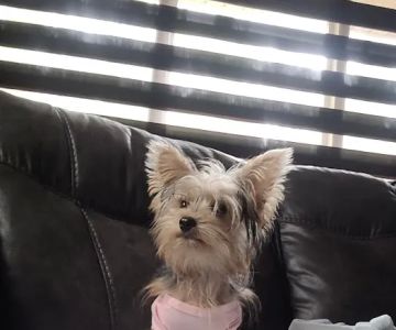 Murray Animal Hospital