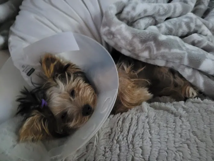 Murray Animal Hospital 2