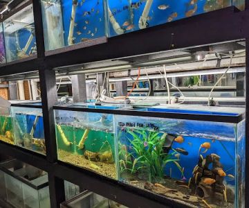 Tong's Tropical Fish & Pets