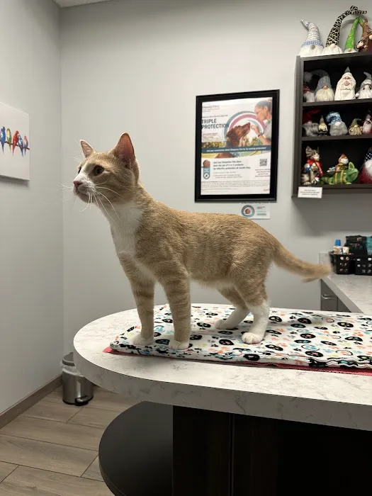 Homey Gnome Veterinary Clinic 3